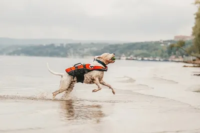 Собаки спасатели | Dog Lover | Дзен