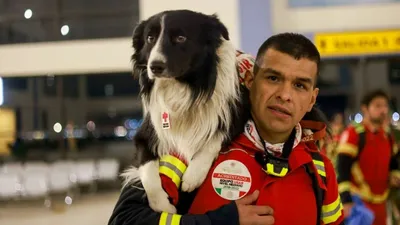 Четвероногие герои: как собаки-спасатели ищут людей под завалами в Днепре –  ФОТО