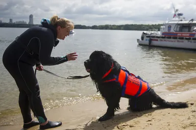Собаки спасатели МЧС России: в горах, на воде и их породы