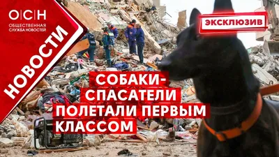 Собаки-спасатели из Саратова успешно прошли аттестацию в Казани - KP.RU