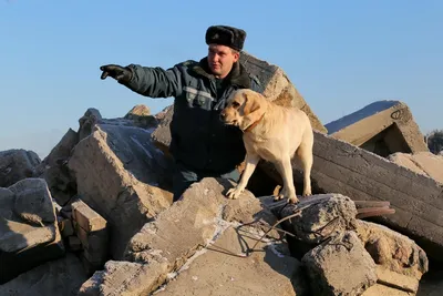 Собаки-Спасатели: незаменимые помощники на пожарах» — создано в Шедевруме