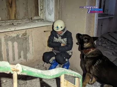 Собаки-спасатели из Британии и Чехии будут искать тела погибших в Украине |  СП - Новости Бельцы Молдова