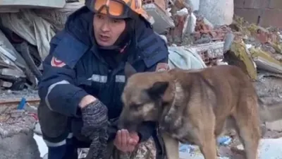 На пляжах Москвы будут работать собаки-спасатели - Российская газета