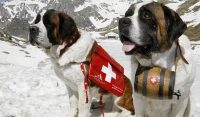 polezn_znat - Под снежными #лавинами в #Швейцарии #гибнет много #людей. # Собаки-#спасатели — это шанс #выжить. #Фотографу, сделавшему этот снимок  повезло, и его спас #пёс. | Facebook