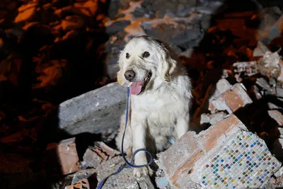 Гостевой пост: Как работают собаки-спасатели в лесу? — Зачем человеку собака ?
