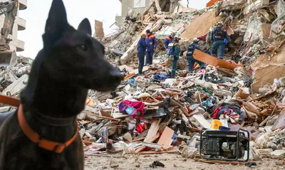 Собаки-спасатели в Турции, несмотря на травмы, не прекратили поиск людей