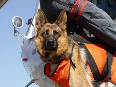 Рязанские собаки-спасатели тренировались искать людей в техногенном завале  - Российский союз спасателей