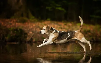 3 Собак в движении играют в парке Стоковое Фото - изображение насчитывающей  ангстрома, отечественно: 181555628