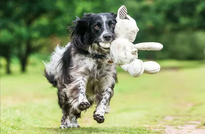 Студийный Образ Активной Игривой Красивой Собаки Английского Кокерспаниеля  В Движении Бегающего На Белом Фоне Охотничья Собака — стоковые фотографии и  другие картинки Без людей - iStock