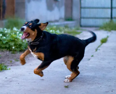 Фото в движении - фотограф делает забавные снимки бегущих собак