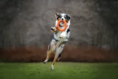 17 милых фотографий собак в движении | PhotoWebExpo | Дзен