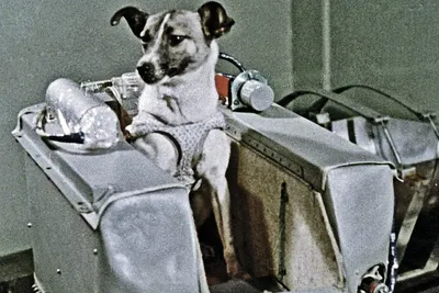 60 лет назад собаки Белка и Стрелка были отправлены в космос — и стали  частью истории | Posta-Magazine