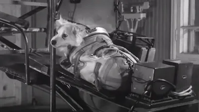 Почему 45 лет скрывали правду о смерти первой собаки Лайки в космосе? |  Ретранслятор.RU | Дзен