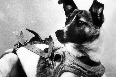 Daily Mail (Великобритания): Советы лгали о первой собаке в космосе (Daily  Mail, Великобритания) | 07.10.2022, ИноСМИ