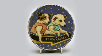 Собаки в космосе. | Евгений.С | Дзен