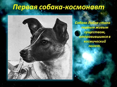 Собаки в космосе midjourney | Пикабу