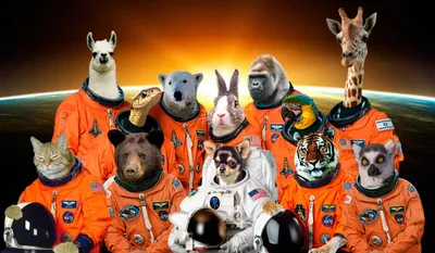 8 историй первых полетов животных в космос