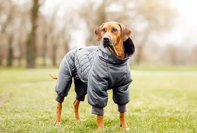 Одежда для собак, как выбрать и определить размер - Собаки обзор на Gomeovet