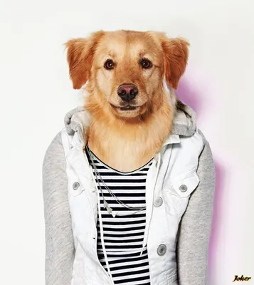 Одежда для собаки - Bichon frise