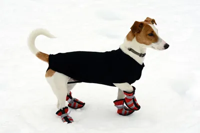 Как подобрать зимнюю одежду для собаки | Ветеринария и жизнь