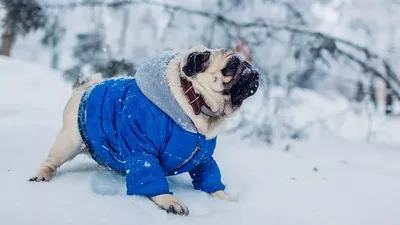 Нужна ли собаке одежда зимой