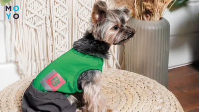 Что выбрать из одежды для вашей собаки на холодный сезон - Про домашніх  улюбленців - Статьи