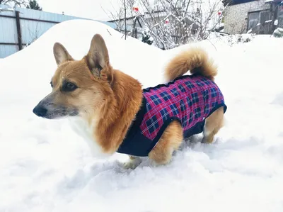 Собачий холод: нужна ли одежда питомцам