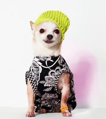 Купить Забавные пиратские костюмы для собак в карибском стиле. Одежда для  домашних животных. Косплей. Праздничная одежда со шляпой. Маленькие средние  собаки. Милая одежда для домашних животных. Хэллоуин, Рождество. | Joom