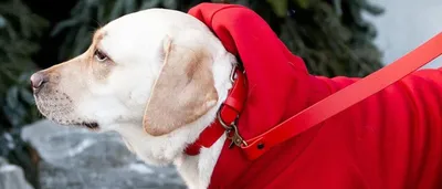 Одежда для собаки свитер для толстой Собаки Одежда для мопса утолщенный  теплый осенне-зимний новый свитер мультяшный эластичный костюм Французского  бульдога | AliExpress