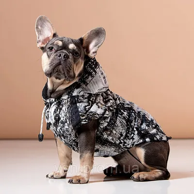 Собака в китайской одежде сидит и …» — создано в Шедевруме
