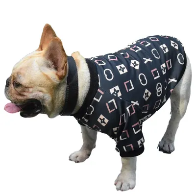 Собаки в модной одежде, смешные собаки в свитере, закрывают одиноких милых  щенков в тёплой зимней одежде для вырезанных домашних а Стоковое Фото -  изображение насчитывающей собака, бело: 271672332
