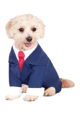 Не только модно, но и тепло: выбираем правильную одежду для собаки на осень  по совету ветеринара - Лента новостей Югры