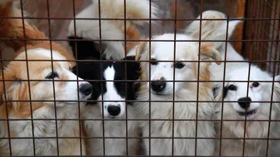 Общественники заявили, что в приюте в Якутске голодают собаки - РИА  Новости, 04.12.2023