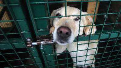 Как взять собаку из приюта? — Помощь бездомным беспородным животным