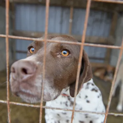 В России предложили усыплять собак, которых не забирают из приютов |  Ветеринария и жизнь