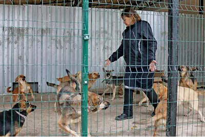 Приют для бездомных собак открылся в Сухумском районе - 08.02.2022, Sputnik  Абхазия
