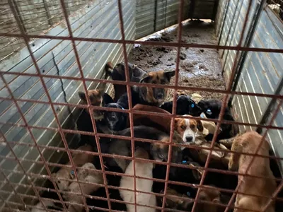 Крымчанку оштрафовали за отказ отдать 80 собак в несуществующий приют -  Российская газета