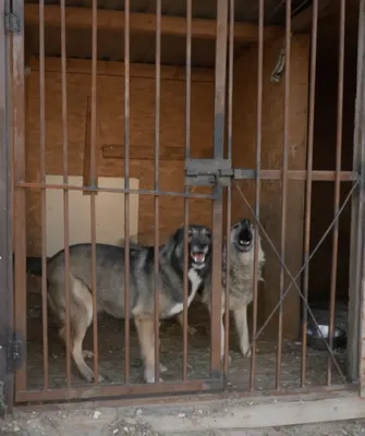 Приют для животных в Украине просит о помощи - как помочь | РБК Украина