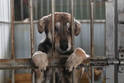 Помощь братьям нашим меньшим. Приют для собак в Сургуте нуждается в  поддержке