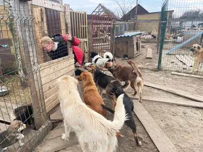 Приют для бездомных собак до конца года заработает в Хабаровске — Новости  Хабаровска