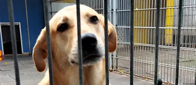 В тюменском приюте на Кедровой рассказали, как тестируют собак на агрессию  | Вслух.ru