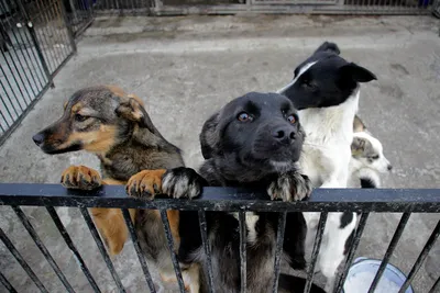 Как частный приют в Белгородской области пытается спасти собак из  приграничья и Украины