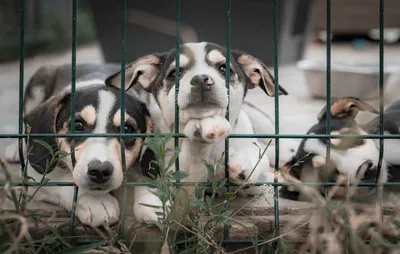 Собаки из приюта для животных «Второй дом» ждут, когда вы за ними приедете.  Фотоистория - Chayka.lv