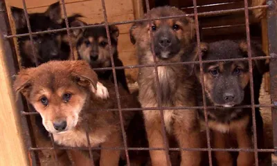 Бездомные собаки в приюте для животных Стоковое Фото - изображение  насчитывающей портрет, сиротливо: 213005384