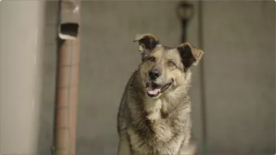 В Башкирии предложили считать собак за пределами городов дикими -  Российская газета