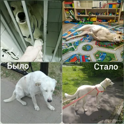 Первый приют для бездомных собак построят в Нальчике - 07.04.2021, Sputnik  Абхазия
