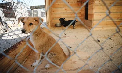 Приют для животных ''Сириус'' – собаки, кошки, тонны корма, протезы,  прививки и сучье молоко | Украинская правда