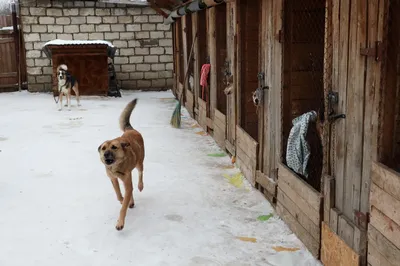 Приют «Ковчег»: как живут 500 собак под одной крышей (фото, видео) — УСІ  Online
