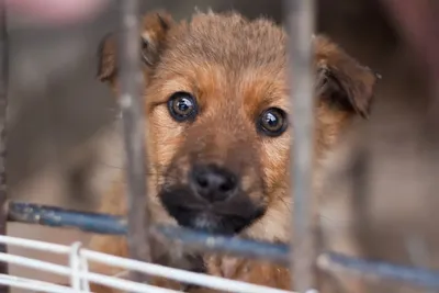 Содержание более тысячи собак в приюте обходится в 10 млн рублей в месяц в  Якутске - YakutiaMedia.ru