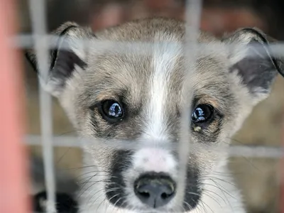 В тюменском приюте на Кедровой рассказали, как тестируют собак на агрессию  | Вслух.ru